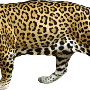Jaguar PNG