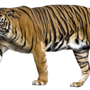 Tiger PNG