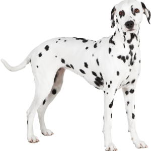 Dalmatian PNG
