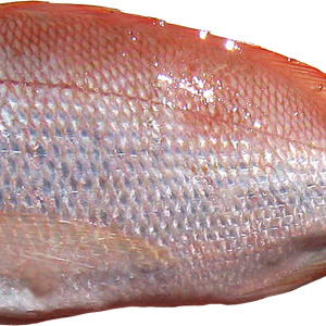 Fish PNG