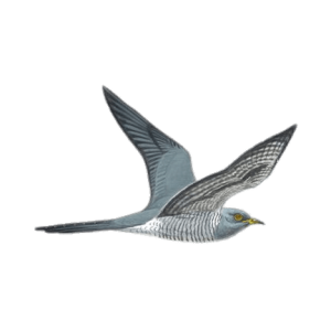 Cuckoo PNG