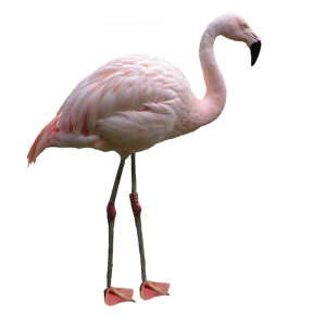 Flamingo PNG
