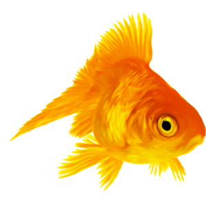 Goldfish PNG
