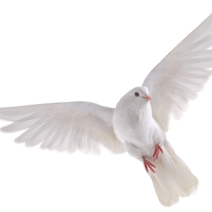 Bird PNG