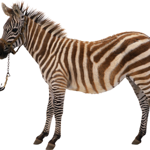 Zebra PNG image