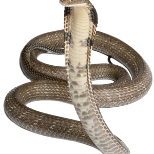 Cobra PNG