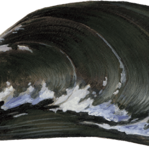 Mussel PNG