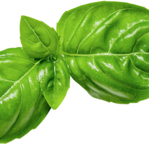 Basil PNG