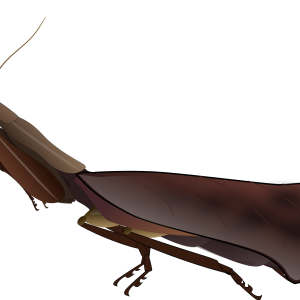 Mantis PNG