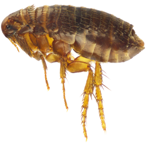 Flea PNG