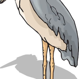 Pelican PNG