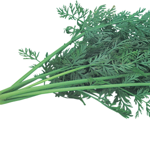 Carrot PNG