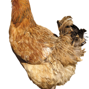Chicken PNG image