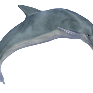 Dolphin PNG image