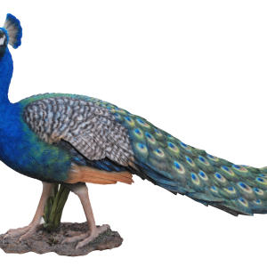 Peacock PNG