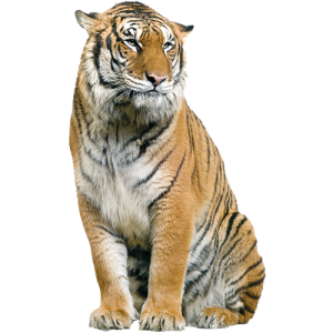 Tiger PNG