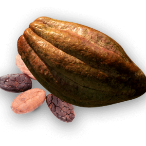 Cacao PNG