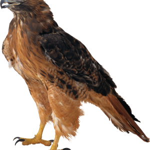 Eagle PNG image, free download