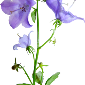 Bellflower PNG