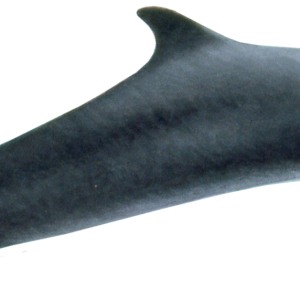 Whale PNG