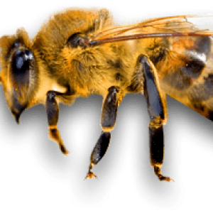 Bee PNG