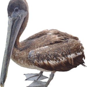 Pelican PNG