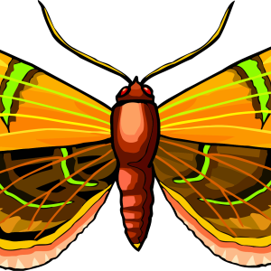 Moth PNG