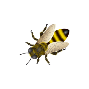 Bee PNG