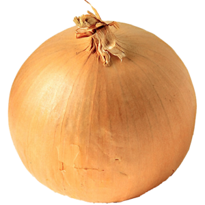 Onion PNG image, free download picture