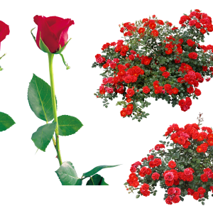 Rose png image, free picture download