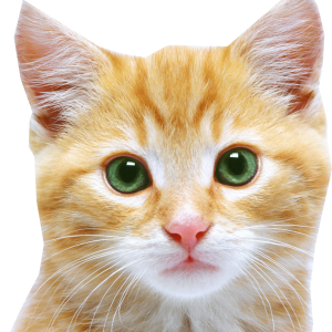 Cat head PNG