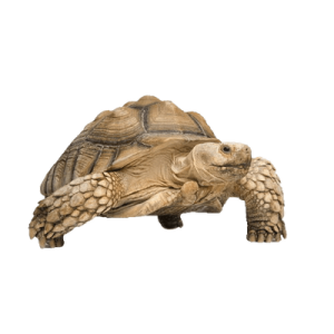 Turtle PNG