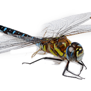 Dragonfly PNG