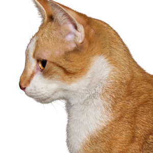 Cat orange head PNG