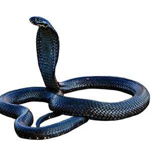 Cobra PNG