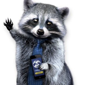 Raccoon PNG
