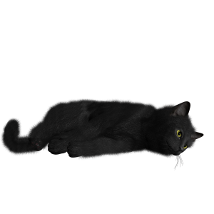 Cat PNG image