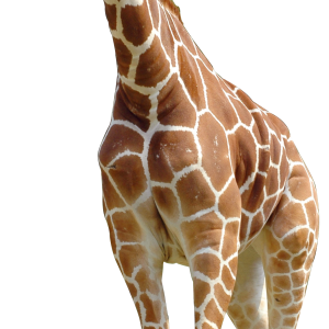 Giraffe PNG