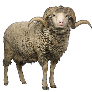 sheep PNG image