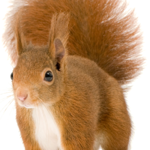 Squirrel PNG