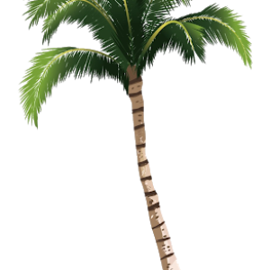 Palm tree PNG