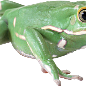 Green frog PNG
