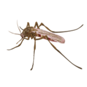 Mosquito PNG