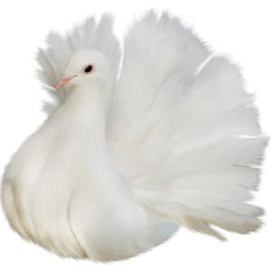 white dove pigeon PNG