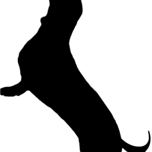 Dachshund PNG