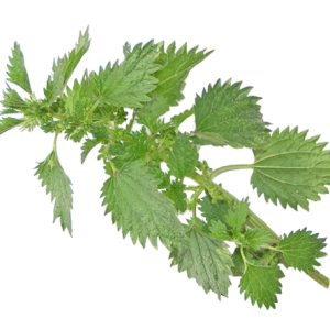 Nettle PNG