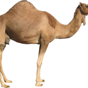 Camel PNG