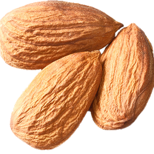 Almond PNG
