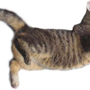 Cat flying PNG