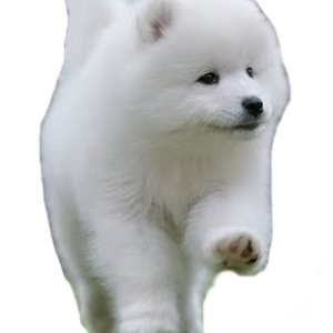 Samoyed PNG